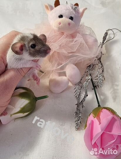 Крысята дамбо мальчишки