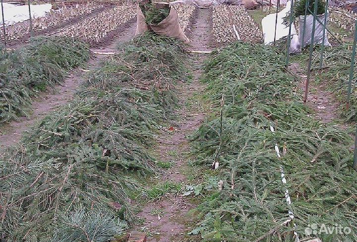 Еловый лапник для сада