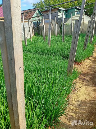 Лук зеленый перо