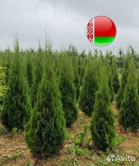 Туя Смарагд, Брабант,Колумна 1 м