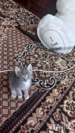 Отдам в добрые руки