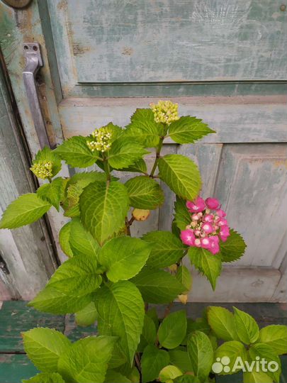 Гортензия цветущая шикарная большая