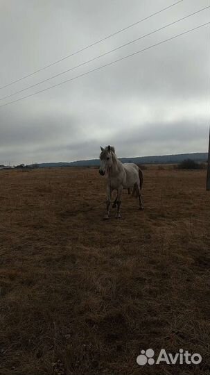 Услуги жеребца