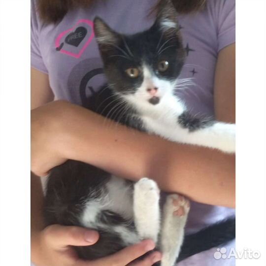 Котята отдам