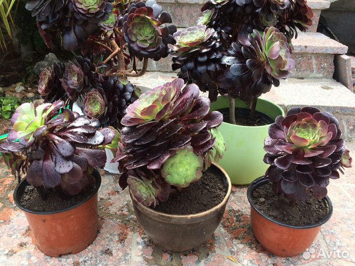 Эониум Древовидный