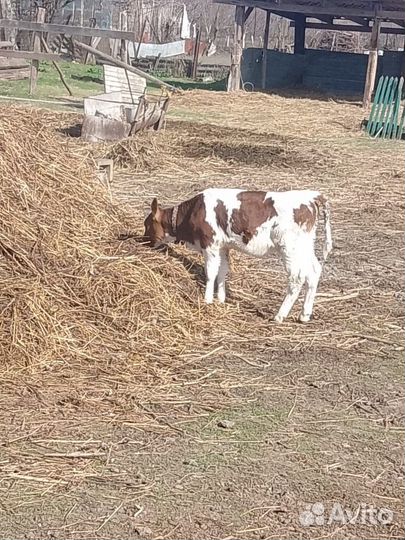 Бычок и телка