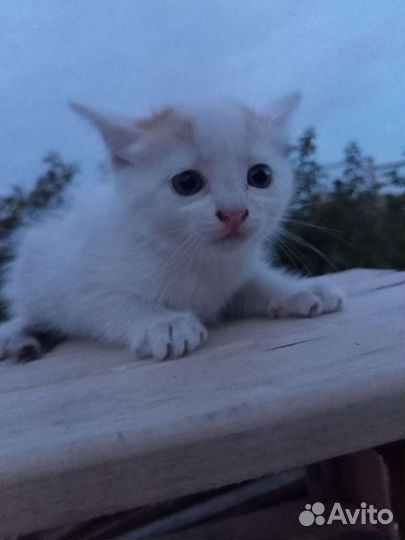 Котята в дар