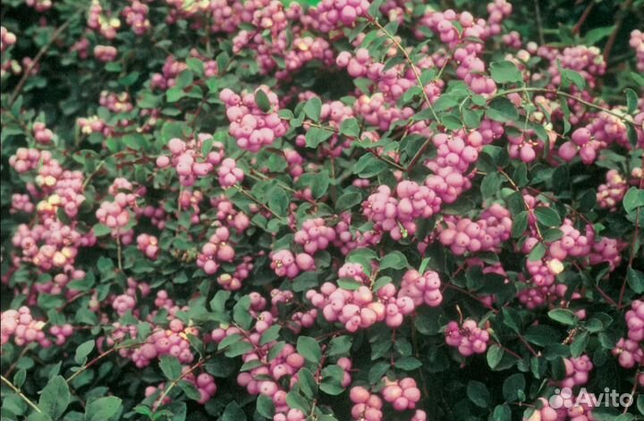 Снежноягодник Доренбоза Аметист