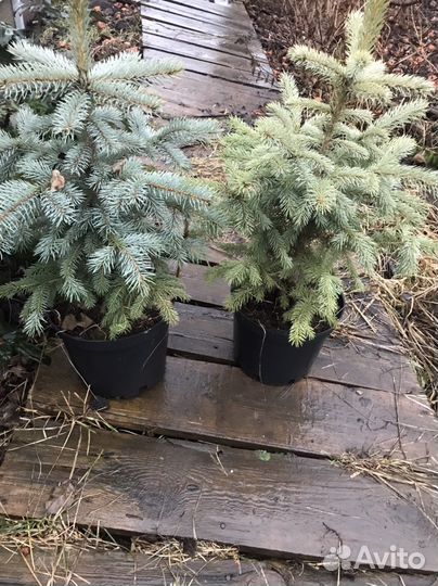 Ель голубая