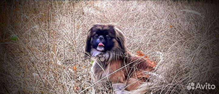 Пекинес вязка