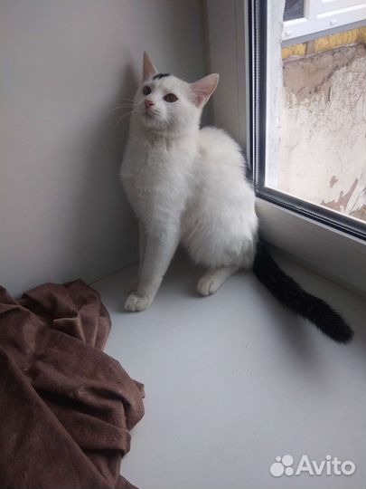 Котенок-мальчик, 7-8мес
