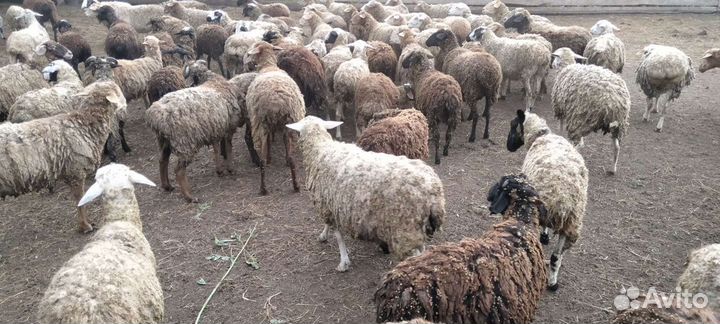 Овцы, бараны