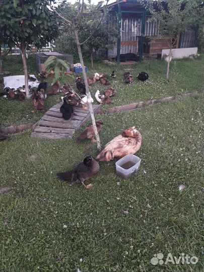 Утята индоутки