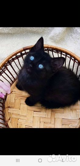 Котята
