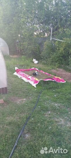 Семья индоуток