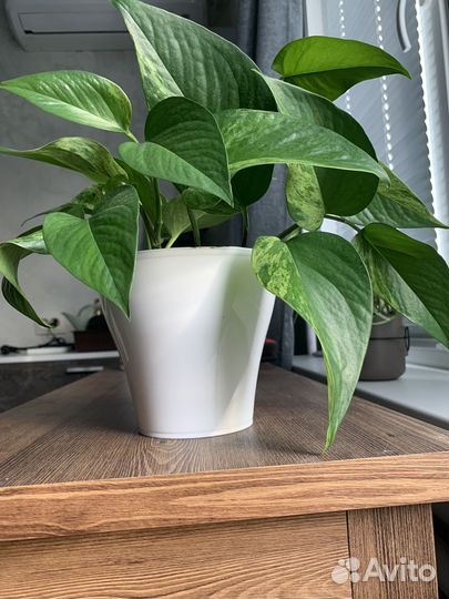 Сциндапсус