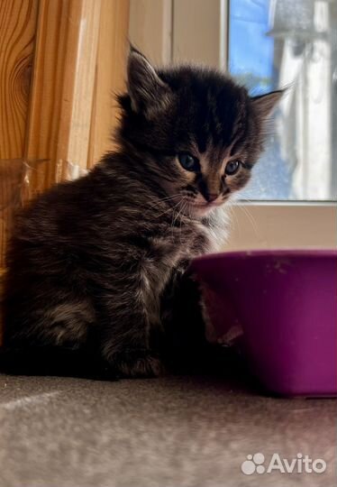 Котики бесплатно в добрые руки