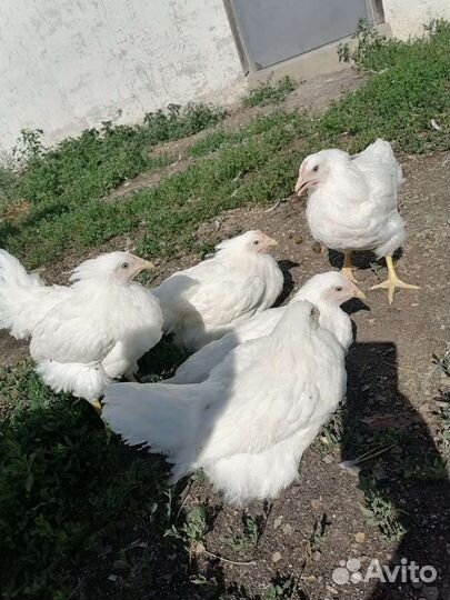 Куры молодка