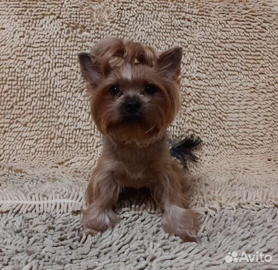 Йоркширский терьер