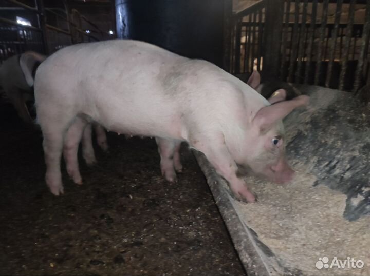 Поросенок ландрас