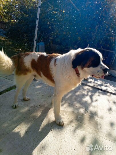 Вязка московская сторожевая