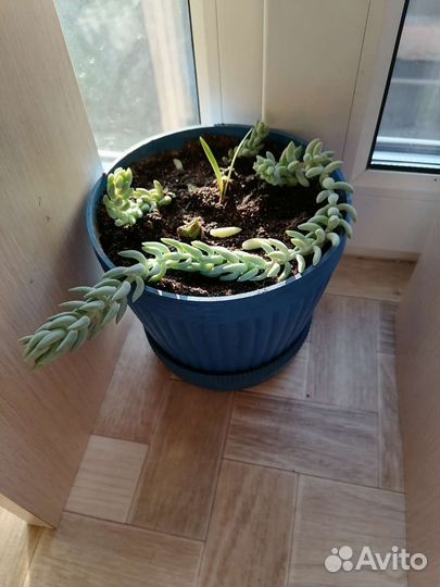 Глоксиния тидея