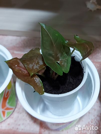 Сингониум Брокант