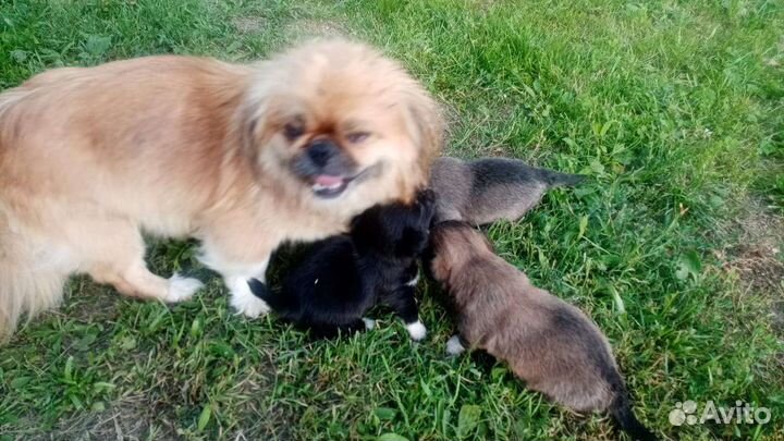 Щенки пекинеса