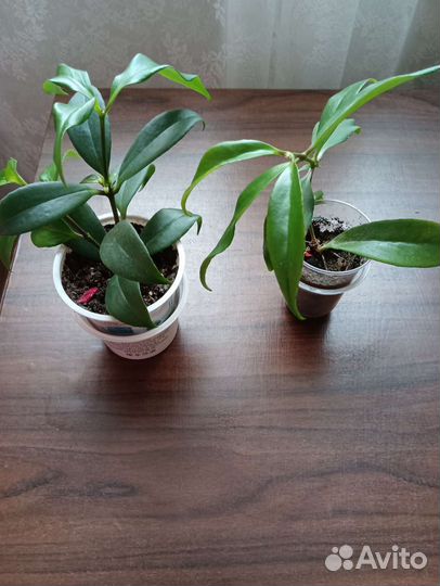 Эсхинантус