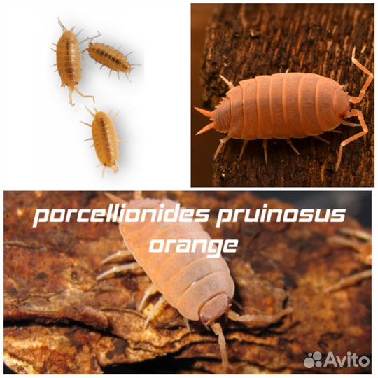 Мокрицы:porcellionides pruinosus orange И другие