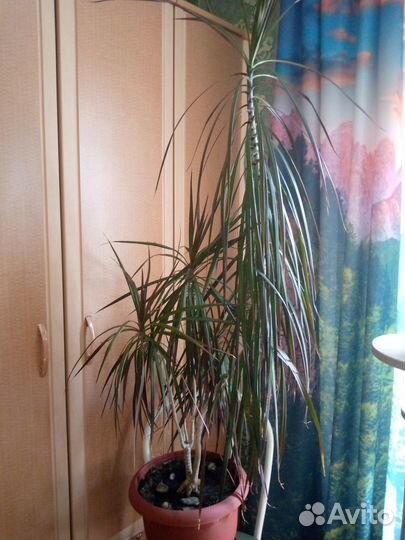 Пальма драцена