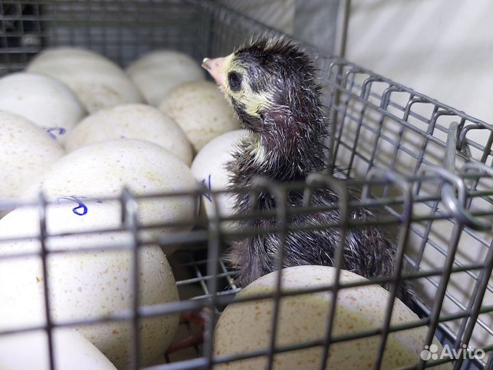 Индюшата суточные