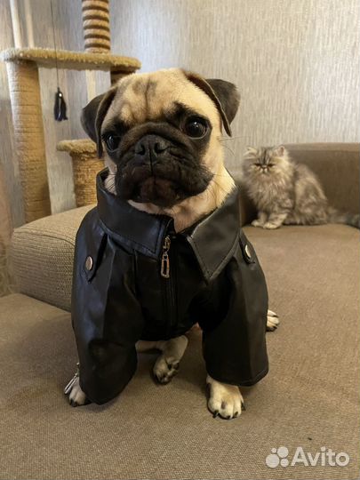 Одежда для собак