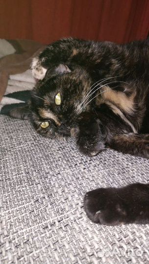 Кошки в добрые руки бесплатно