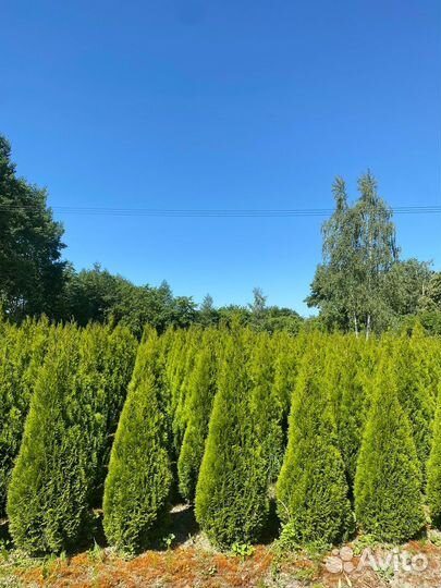 Туя Смарагд 140 см из питомника