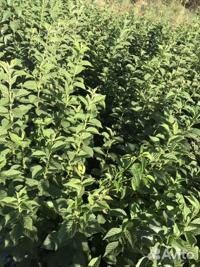 Саженцы войлочной вишни