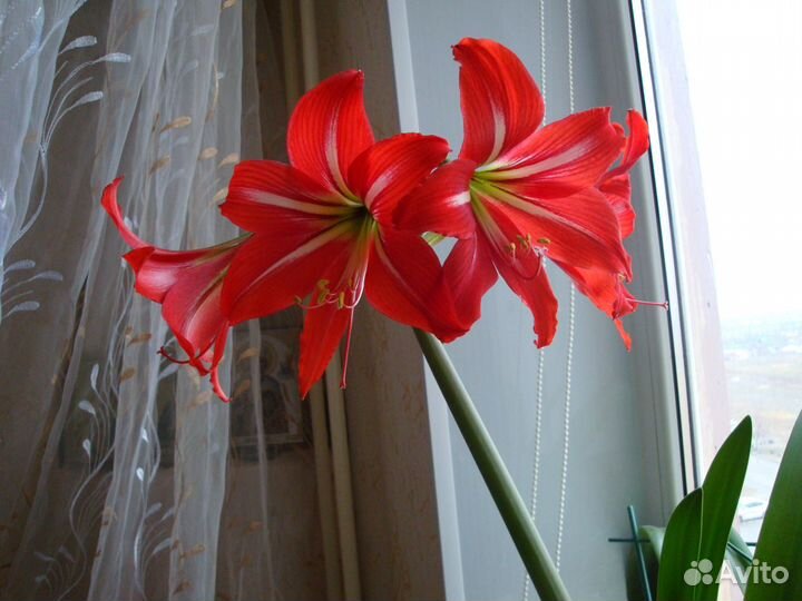 Цветы комнатные