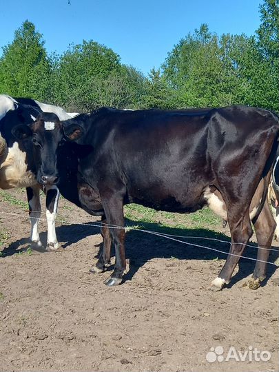 Коровы, нетели, телочки
