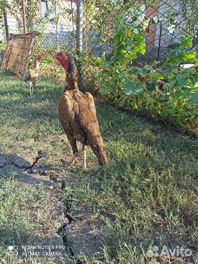 Бойцовая птица