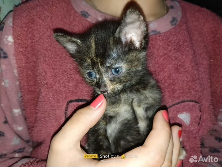Котята в дар