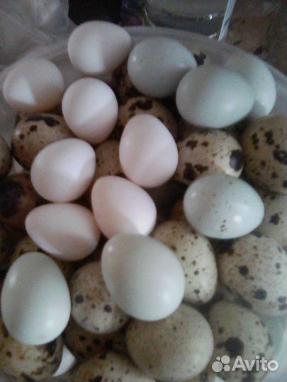 Виргинский перепел