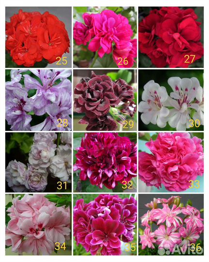 Плющелистная пеларгония (предзаказ на осень)