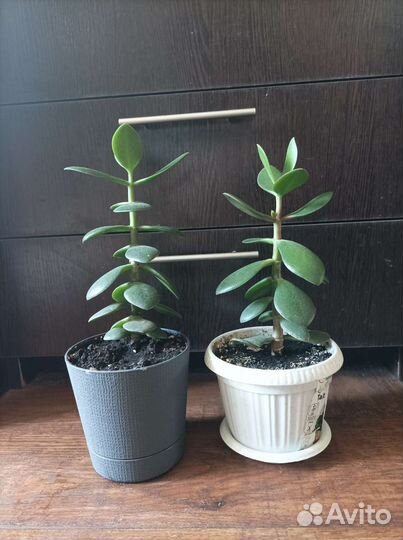 Денежное дерево (толстянка)