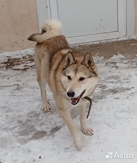 Щенки западно-сибирской лайки