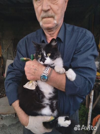 Отдам кота в добрые руки