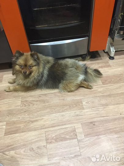 Немецкий шпиц вязка