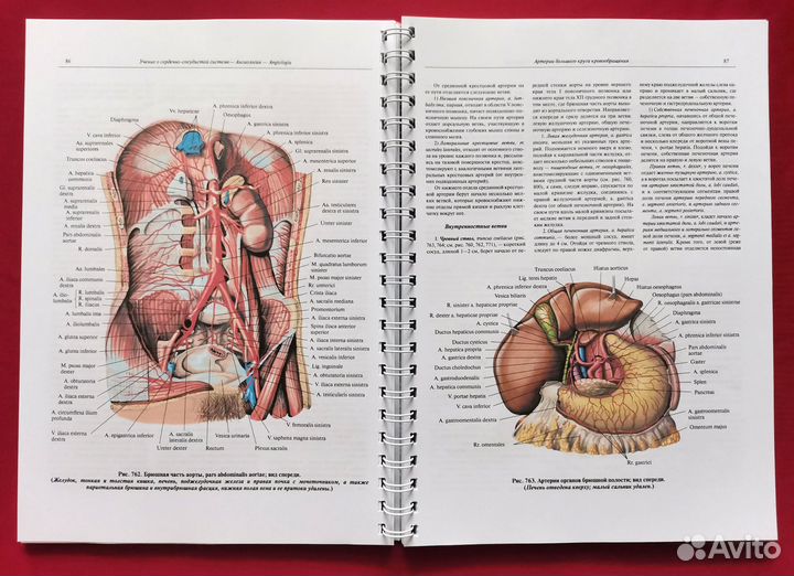 Атлас анатомии человека 2018-2019 гг