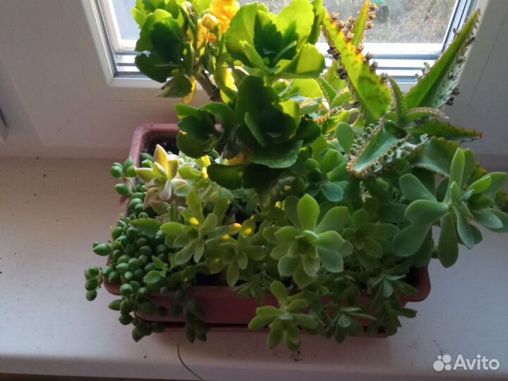 Кактусовый садик, пахиподиум, нолина-слоновья нога