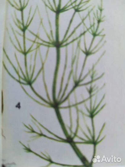 Мята, малина,облепиха,укроп - лист, сок калины