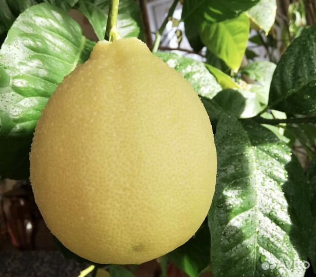 Укорененные черенки лимона от плодоносящего дерева